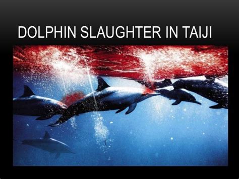 Dolphin Slaughter In Taiji