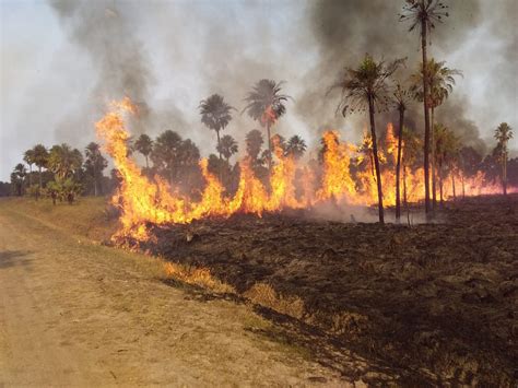 Reporte Oficial Por Los Incendios En Argentina Son Cinco Las