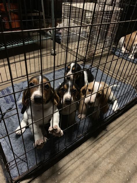 Basset hound puppies — before you buy. Basset Hound Puppies For Sale | Spring, TX #297776