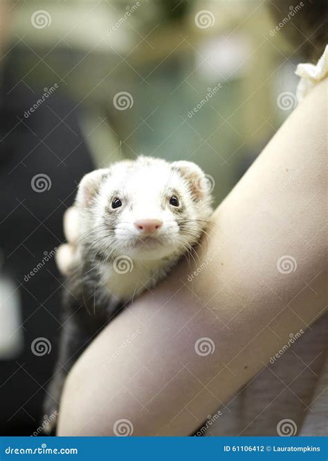 Holding A Ferret Stock Photo Image Of Animal Petting 61106412