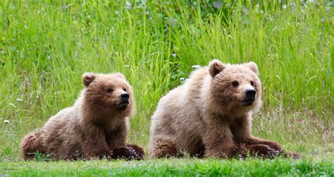 Grizzly Bear Cubs Relaxing In The Sun Rpics