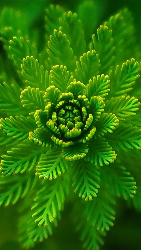 Green Leafed Plant 4k Hd Green Wallpapers Hd Wallpapers