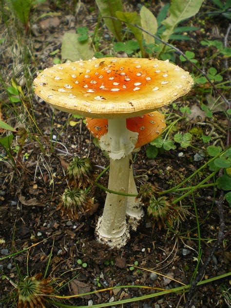 Mushroom Free Stock Photo Public Domain Pictures