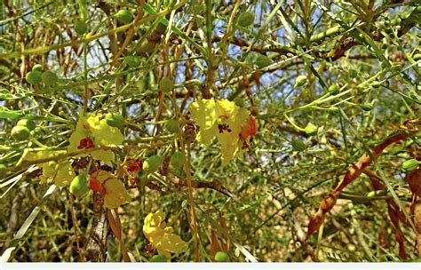 Parkinsonia Plum Ex L Plants Of The World Online Kew Science