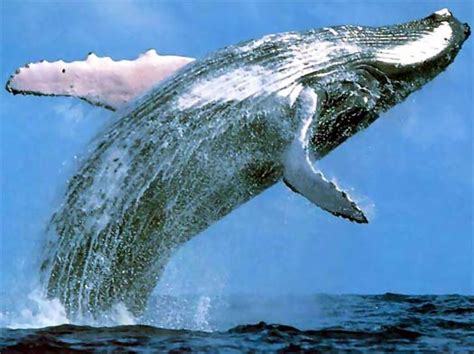 Cetacea Marine Mammals Animal Pictures And Facts