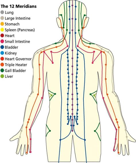 Meridians Of Body Chart Free Download