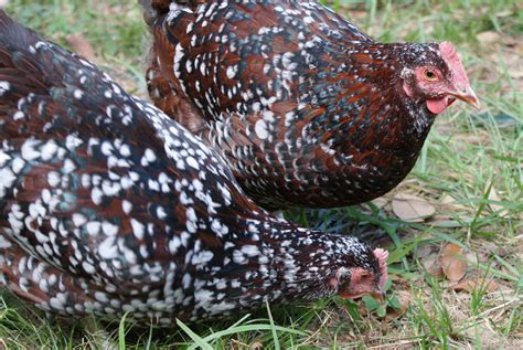 About two to three brown eggs per week. A Chicken Keeper's Blog: Chickens: Top 5 best egg-laying ...