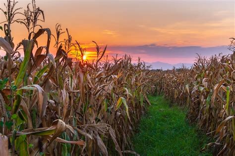 The Sunset View In A Corn Field Premium Photo