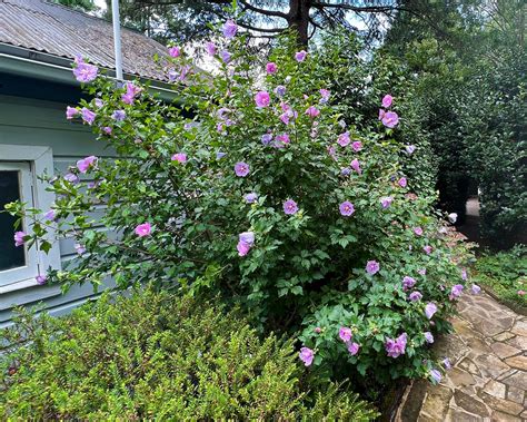 Hibiscus Syriacus Lavender Chiffon Gardensonline