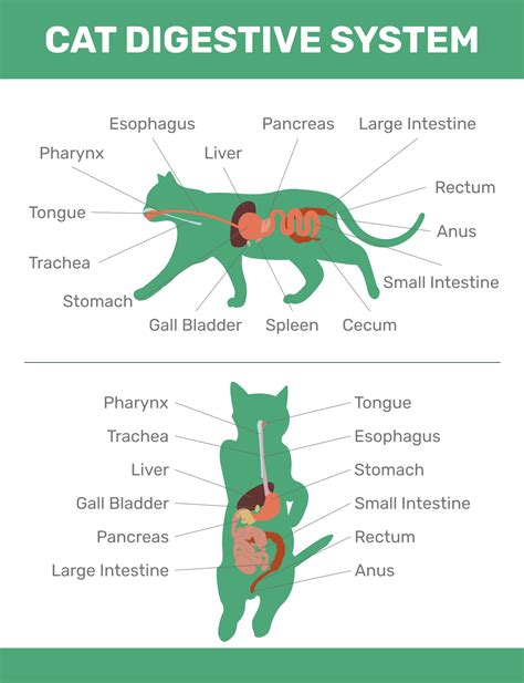 Cat Anatomy 101 Understanding Your Cats Body Pet Arenas