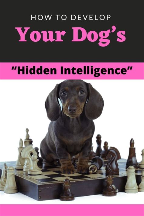 How To Develop Your Dogs “hidden Intelligence” Dogs Dog Training