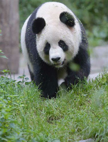 Captive Bred Giant Pandas Return To Wild After Training Global Times