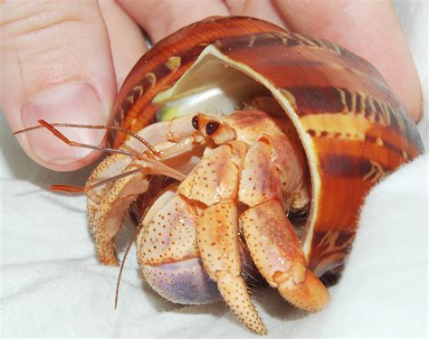How To Care For A Molting Hermit Crab PetHelpful