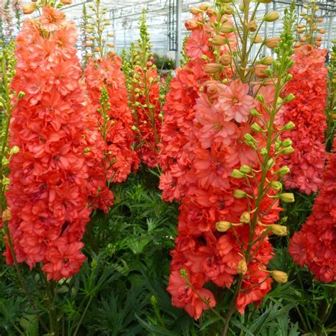 Alibaba.com offers 1618 delphinium plants for sale products. Delphinium 'Red Lark' Red Lark Larkspur from Prides Corner ...