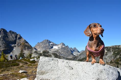Dog-Friendly Hikes: Washington State - Kurgo Dog Products