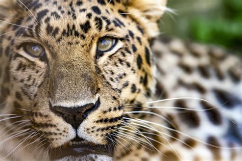 Which Are The Top 20 Critically Endangered Animals In The World