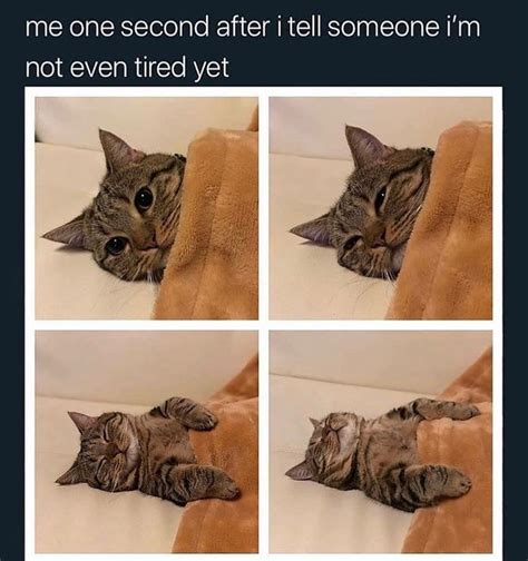 Follow Excellentmeows Cat Memes Funny Animal Pictures Funny