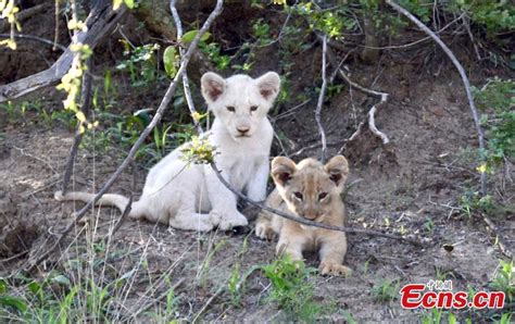White Lion Cub Spotted In Kruger National Park