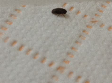Natureplus Please Help Me Identify Tiny Black Bugs Found In Bathroom