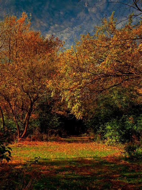 Autumn In A Beautiful Enchanted Colorful Forest With Yellow Leaves