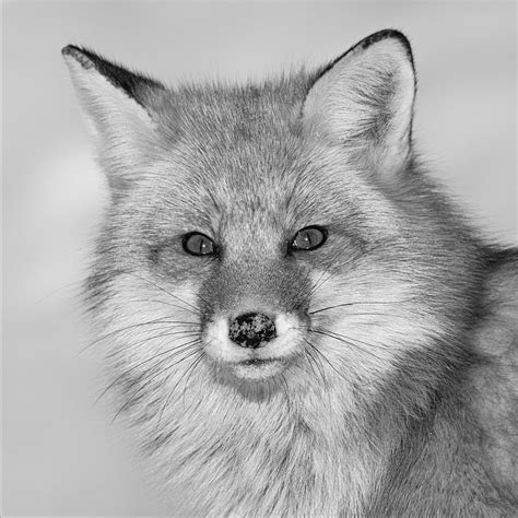 Red Fox Portrait Missy Mandel Flickr
