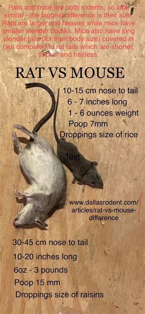 Rat Vs Mouse Pictures Size Poop Behavior How To Tell Difference