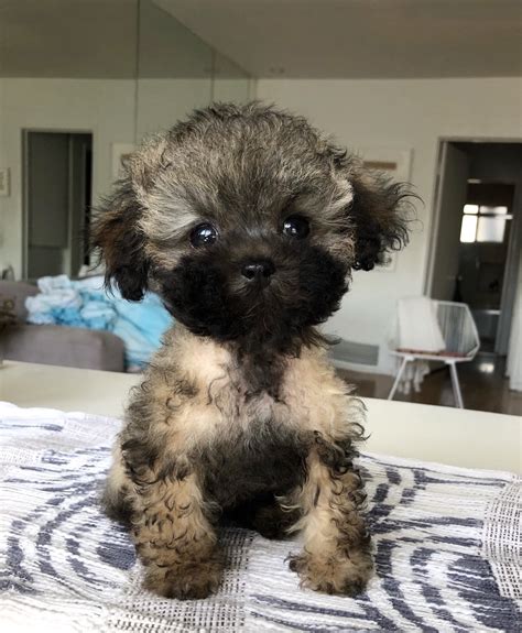 Teacup Maltipoo Puppy For Sale Los Angeles Iheartteacups