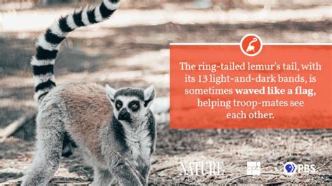 Ring Tailed Lemur Fact Sheet Blog Nature Pbs