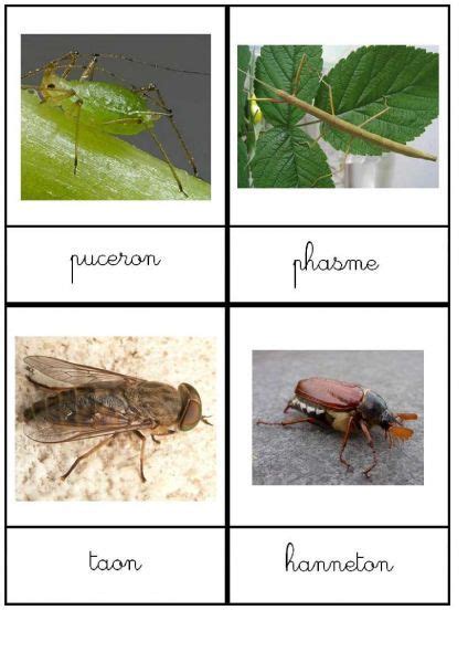 Nomenclature Insectes