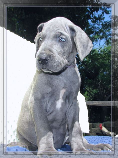 Learn more concerning each dog breed before you opt for a puppy for sale. European Great Dane Puppies For Sale In Colorado - Animal ...