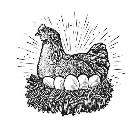 Laying Hen In Nest Sketch Vector Farm Chicken And Eggs Drawn In