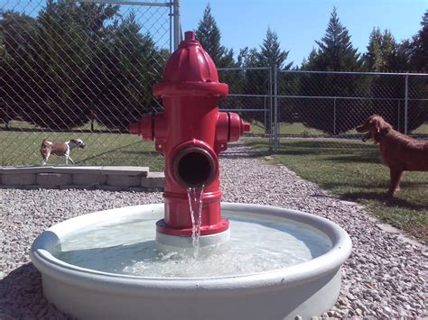 Dog E Dog World The New Fire Hydrant Water Fountain Dog Hotel