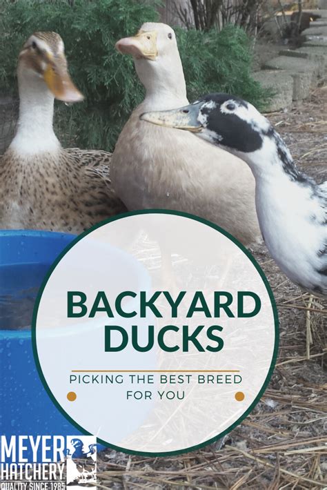 Ducks come in every color, shape, pattern, and size you can imagine. What Duck Breed is Best for You (With images) | Duck ...