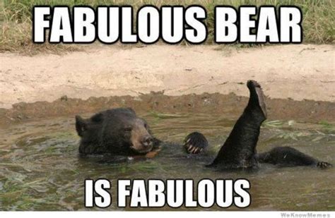 Fabulous Bear Funny Animals Animal Captions Laugh