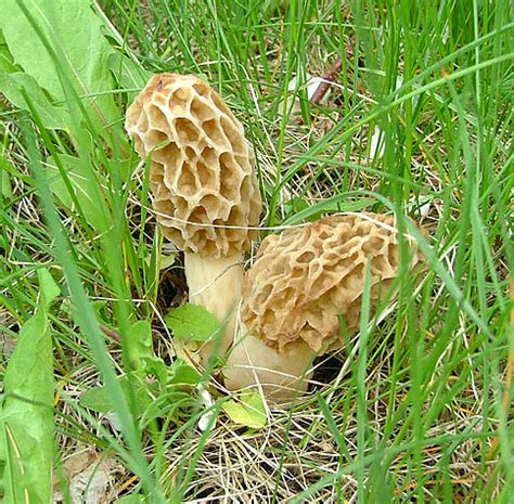 Morels (Morchella sp.) - Mushroom-Collecting.com