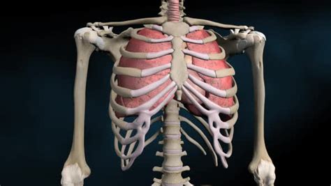 The rib cage merges into the player, instead of being pierced into them like the mysterious arrow. Grade 5 - Human Organ System: Lesson #3 | Mr. Singh's Blog
