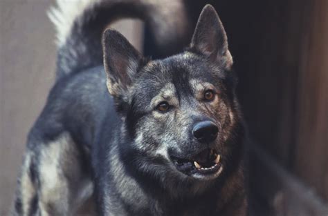 This means that any cross breed with a dog and wolf is considered a wolf dog. 11 Dogs That Look Like Wolves - (The Best Wolf Dog Breeds)