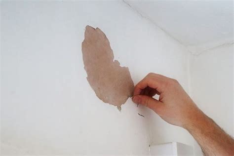 How To Repair Peeling Paint On Plaster Walls Harris