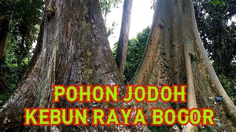 Wisata Ke Pohon Jodoh Kebun Raya Bogor Youtube
