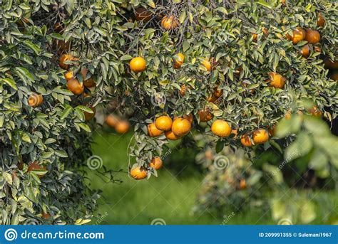 Citrus Sinensis Includes The Commonly Cultivated Sweet Oranges