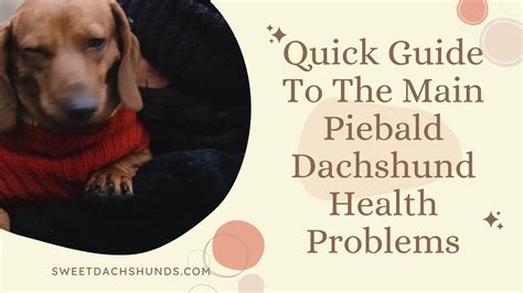 Guide To The Main Piebald Dachshund Health Problems Youtube