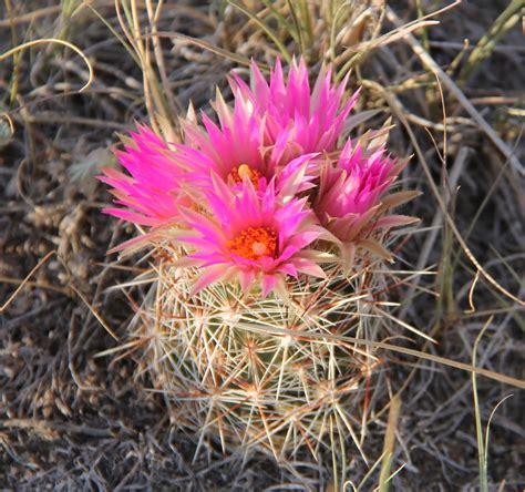 The flowers a cactus produces can be as small as a dime or as large as a dinner plate. Stephen Bodio's Querencia: Cactus Flower