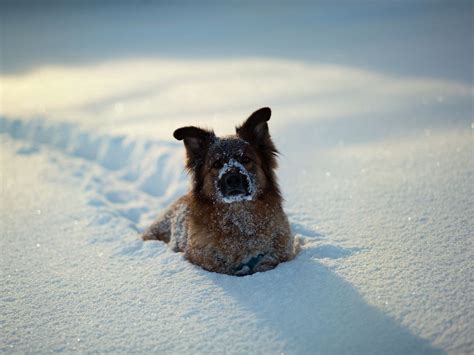 Winter Dogs Wallpapers Wallpaper Cave