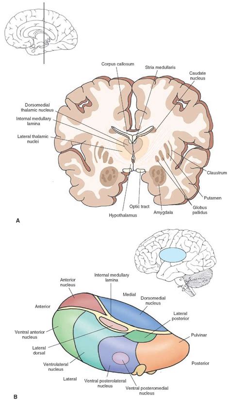 Arrangement Of Thalamic Nuclei A Cross Section Of The Brain Taken