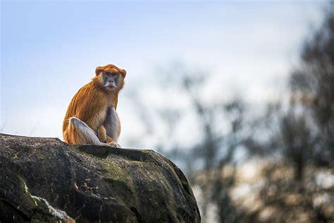See more ideas about animals, african animals, animals wild. Unique Species Of Africa: The Patas Monkey - WorldAtlas