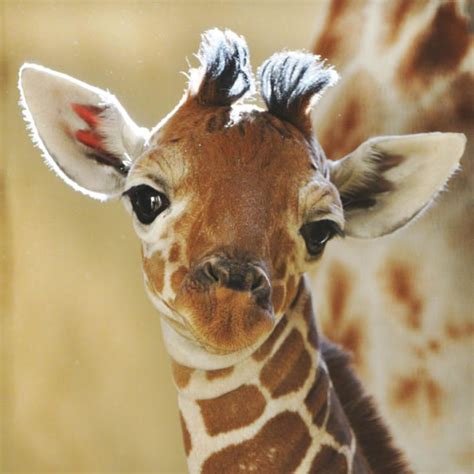 Cutest Draffes In The World Baby Giraffe With So So Cute Eyes Omg