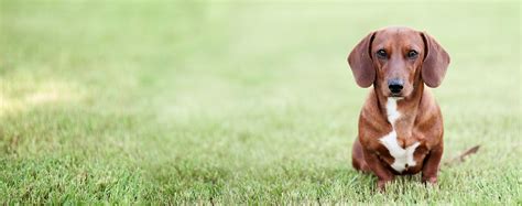 Why Do Dachshunds Stand On Their Hind Legs Wag