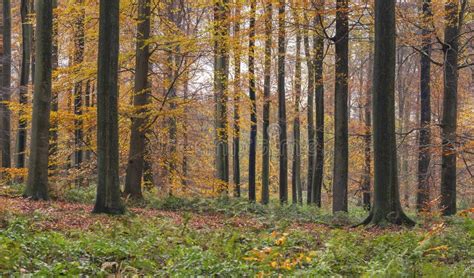 Old Growth European Beech Forest In Autumn Stock Photo Image Of
