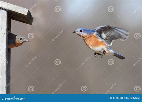 Pair Of Bluebirds Stock Photo Image Of Sialis Wing 14984430