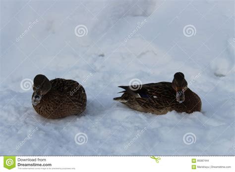 Ducks On The Snow Stock Photo Image Of Season Wild 85087444